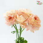 Ranunculus Cloni