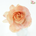 Ranunculus Cloni
