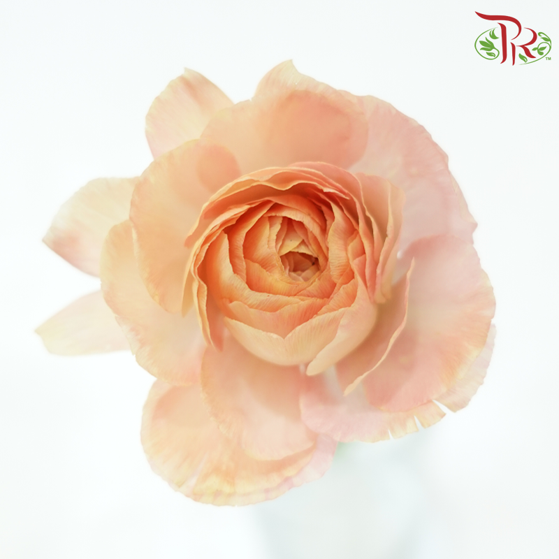 Ranunculus Cloni