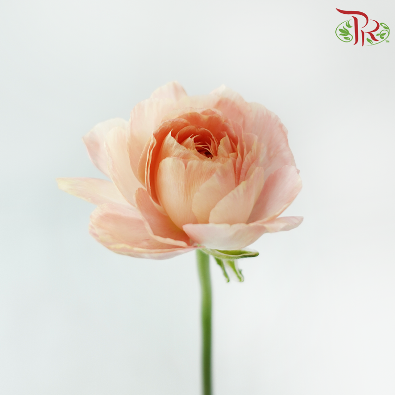 Ranunculus Cloni