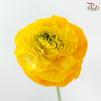 Ranunculus Pon Pon