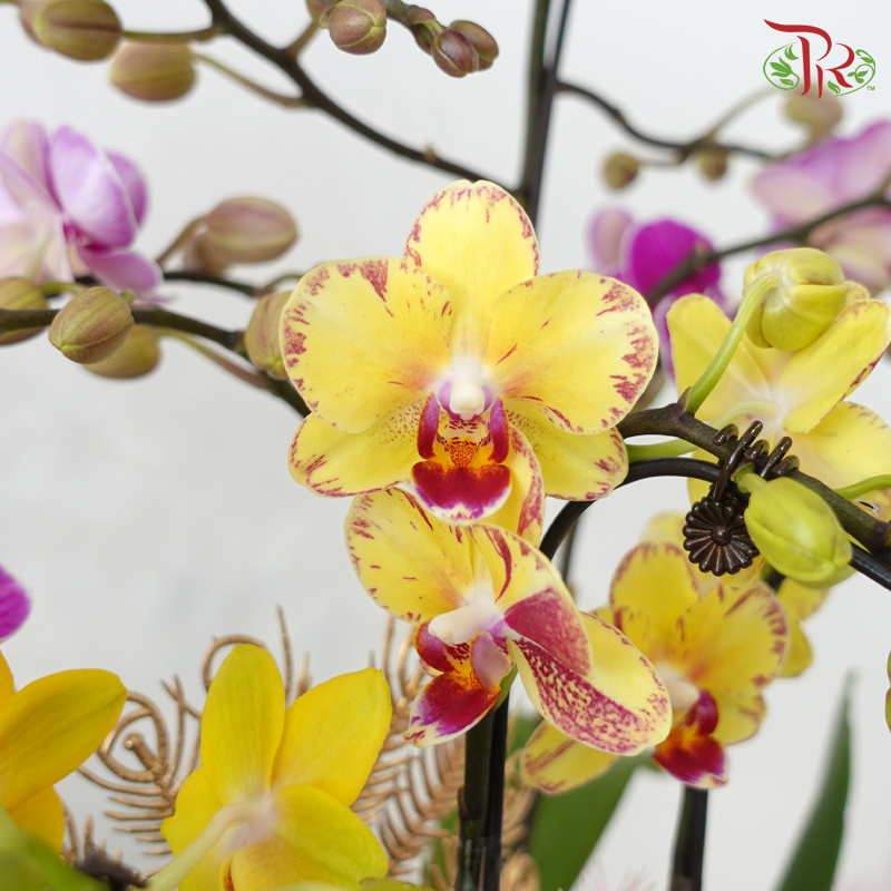 【RAYA 2026】Raya Abundance