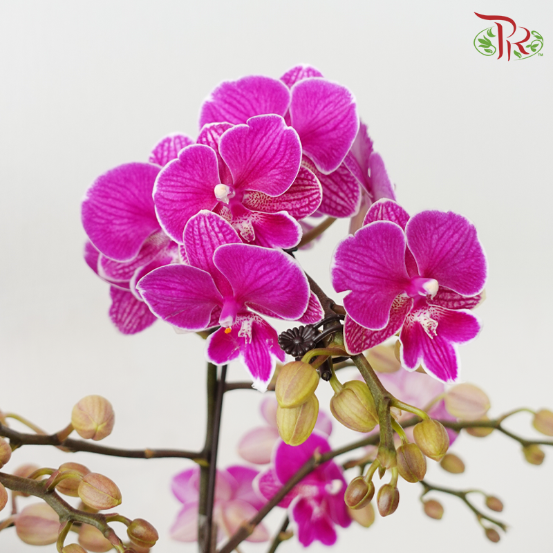 【RAYA 2026】Raya Abundance