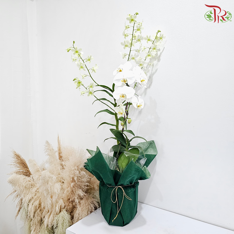 Riang Orchid With Dendrobium Arrangement (Random Choose Orchid & Dendrobium Color)