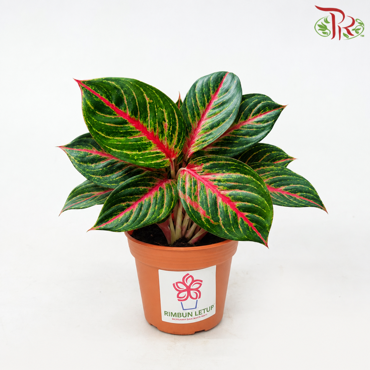 Aglaonema Red Borju 《粗肋草》F07