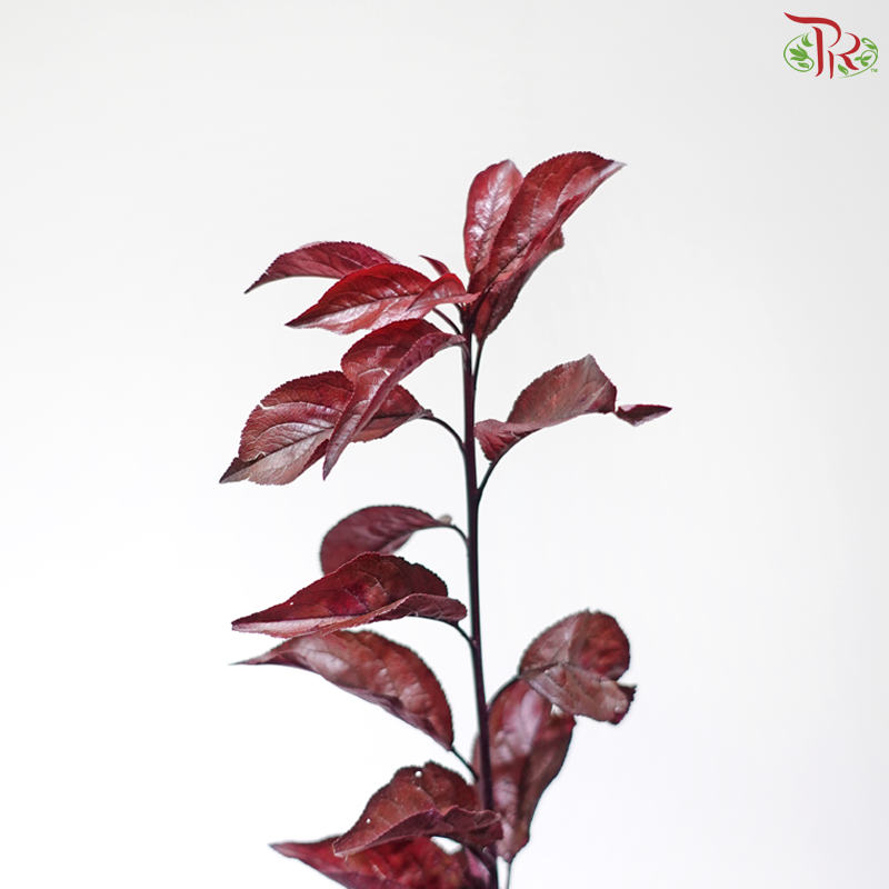 Red Leaf Lee