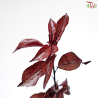 Red Leaf Lee