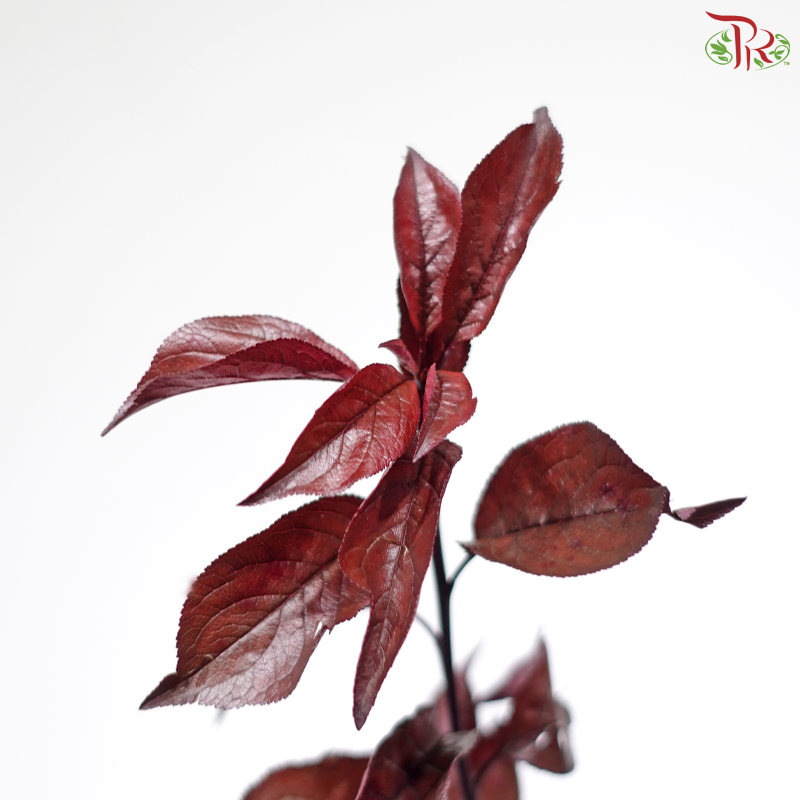 Red Leaf Lee