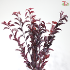 Red Leaf Lee