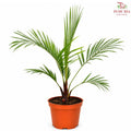 Red Neck Palm J01