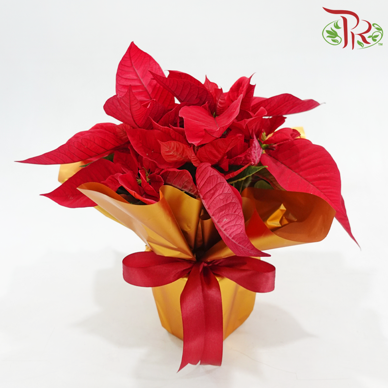 Poinsettia Plant With Wrapping《圣诞红》 (With Wrapping Paper Color Options)