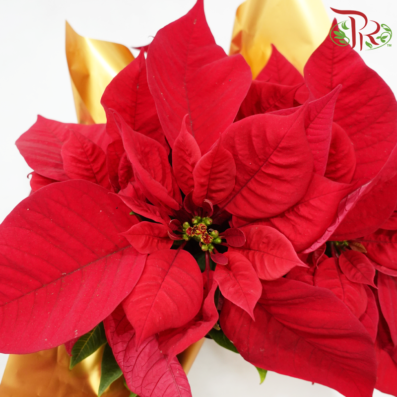 Poinsettia Plant With Wrapping《圣诞红》 (With Wrapping Paper Color Options)