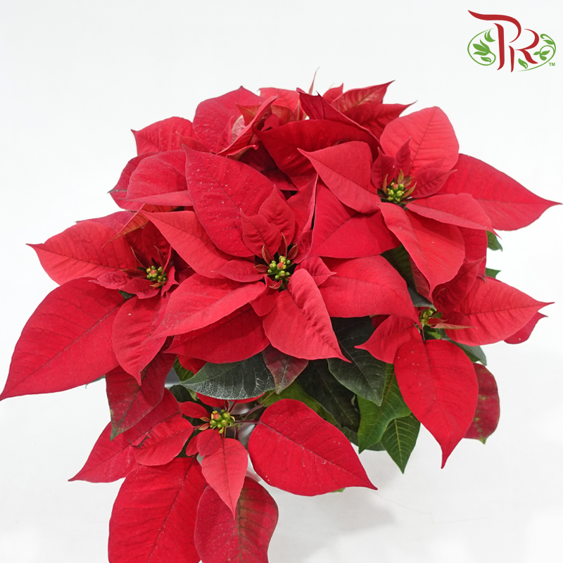 Poinsettia Plant With Wrapping《圣诞红》 (With Wrapping Paper Color Options)