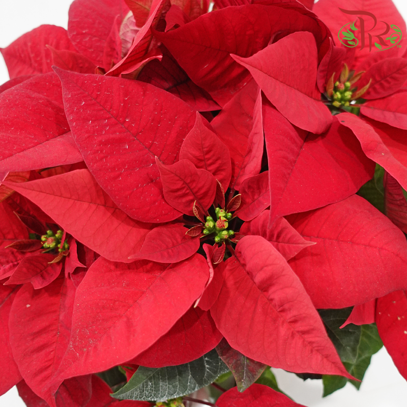 Poinsettia Plant With Wrapping《圣诞红》 (With Wrapping Paper Color Options)
