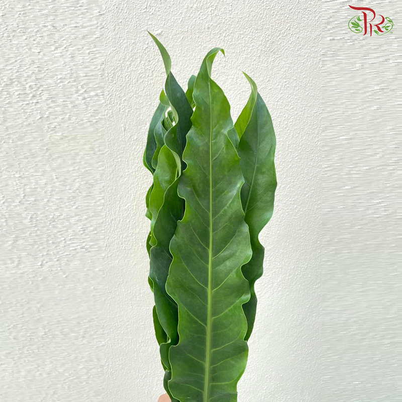 Renaissane Leaf
