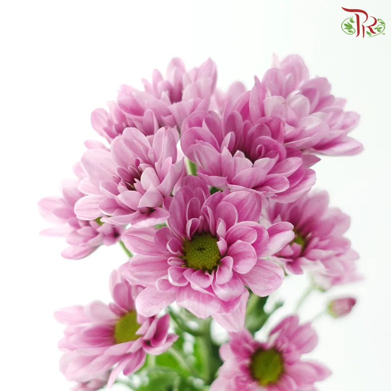 Chrysanthemum Pompom - Daisy Resq Chrysanthemum
