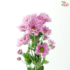 Chrysanthemum Pompom - Daisy Resq Chrysanthemum
