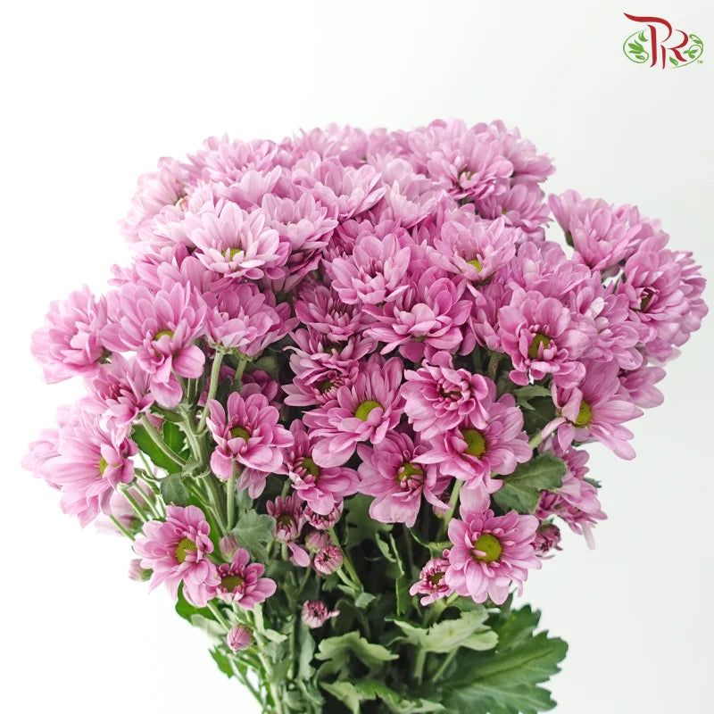 Chrysanthemum Pompom - Daisy Resq Chrysanthemum