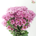 Chrysanthemum Pompom - Daisy Resq Chrysanthemum