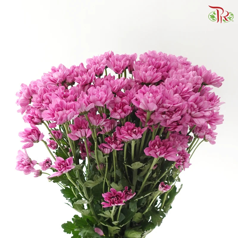 Chrysanthemum Pompom - Daisy Resq Chrysanthemum