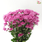 Chrysanthemum Pompom - Daisy Resq Chrysanthemum