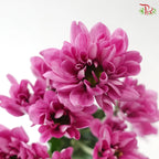 Chrysanthemum Pompom - Daisy Resq Chrysanthemum