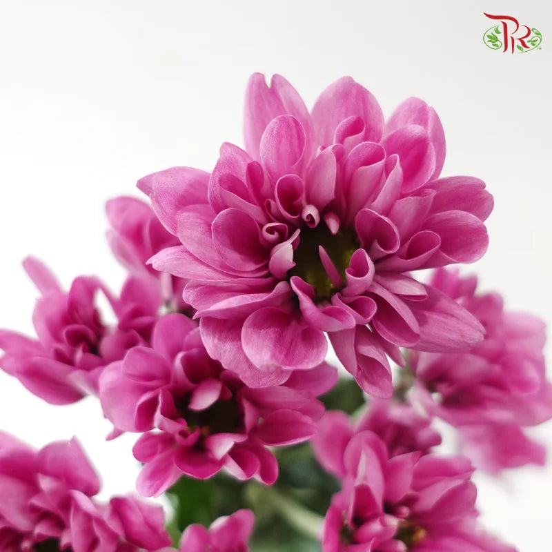 Chrysanthemum Pompom - Daisy Resq Chrysanthemum