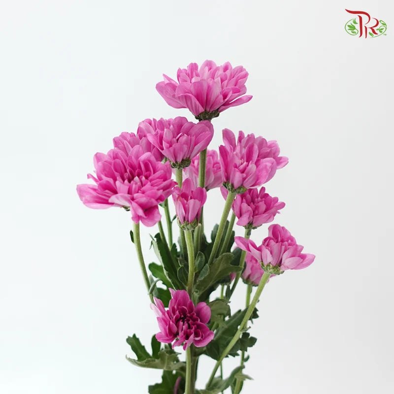Chrysanthemum Pompom - Daisy Resq Chrysanthemum