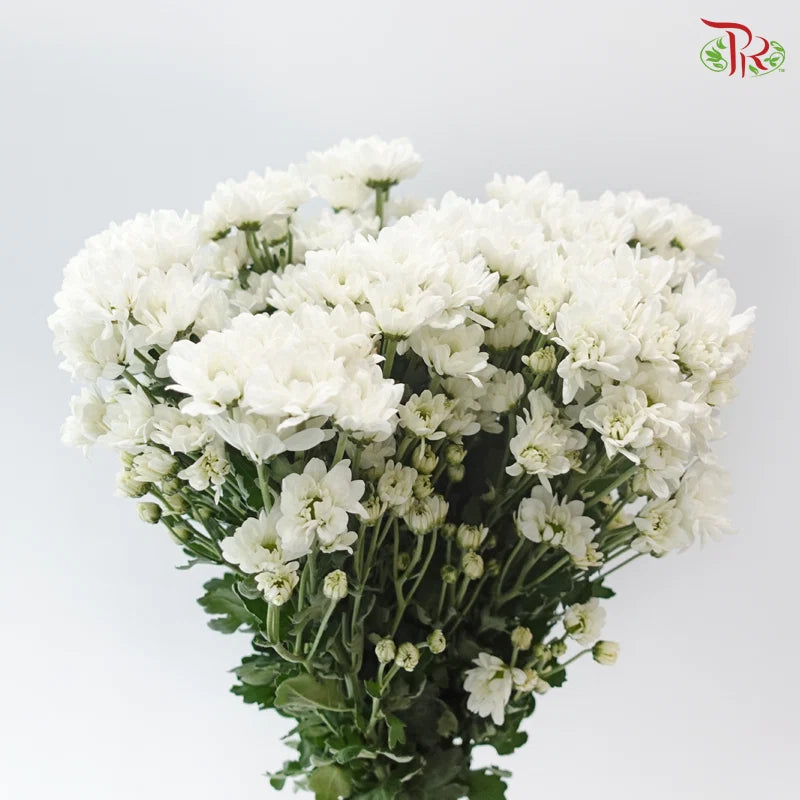 Chrysanthemum Pompom - Daisy Resq Chrysanthemum