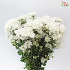 Chrysanthemum Pompom - Daisy Resq Chrysanthemum