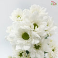 Chrysanthemum Pompom - Daisy Resq Chrysanthemum