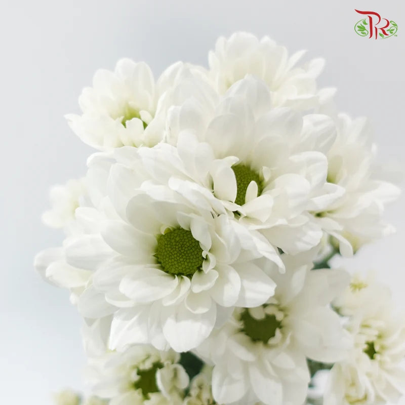 Chrysanthemum Pompom - Daisy Resq Chrysanthemum