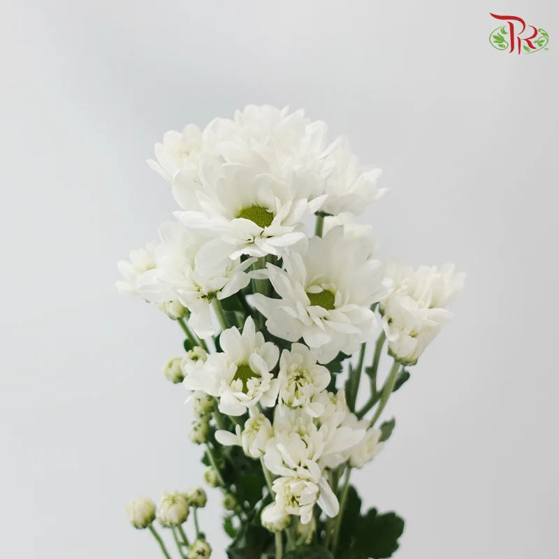 Chrysanthemum Pompom - Daisy Resq Chrysanthemum
