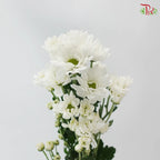 Chrysanthemum Pompom - Daisy Resq Chrysanthemum