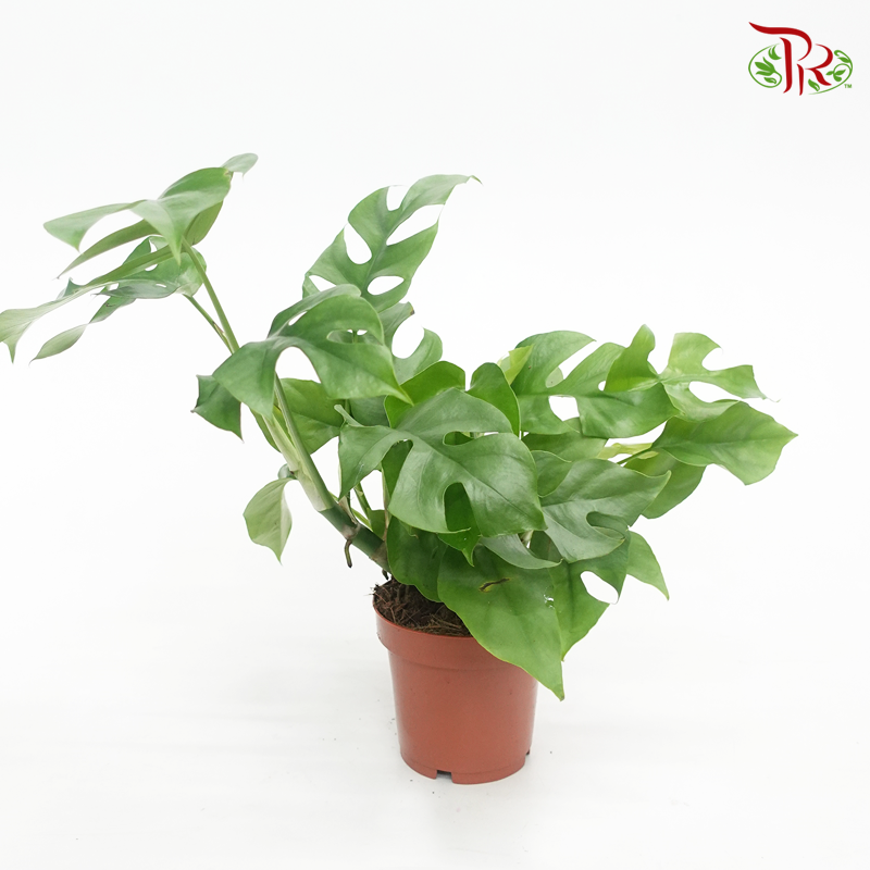 Rhaphidophora Tetrasperma • 《姬龜背》 - Pudu Ria Florist