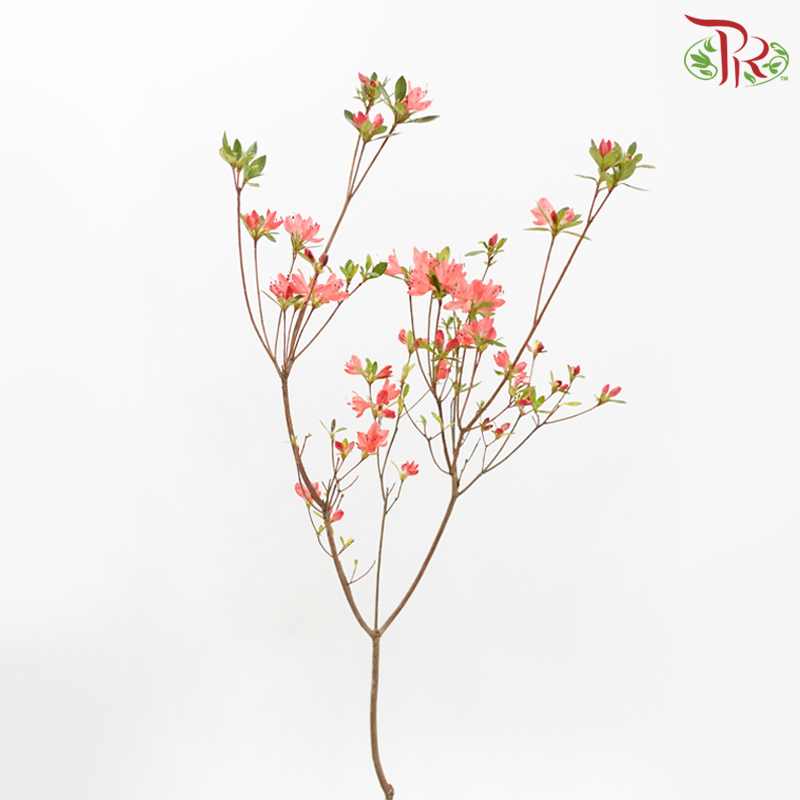 Rhododendron Kaempferi