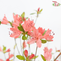 Rhododendron Kaempferi