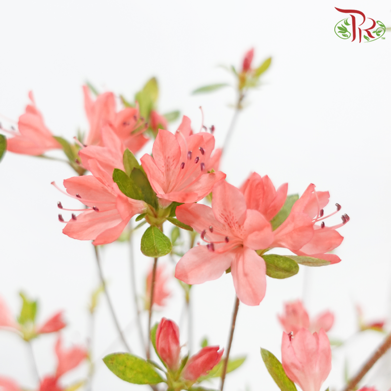 Rhododendron Kaempferi