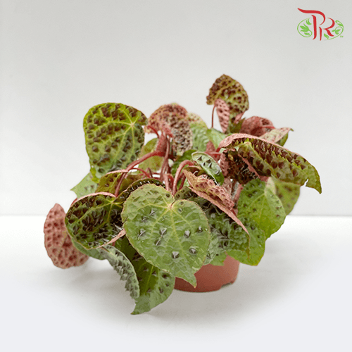 Begonia Ferox《黑峰秋海棠》 - Pudu Ria Florist