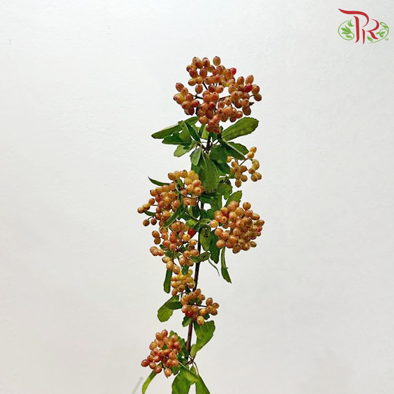 Rice Fruit