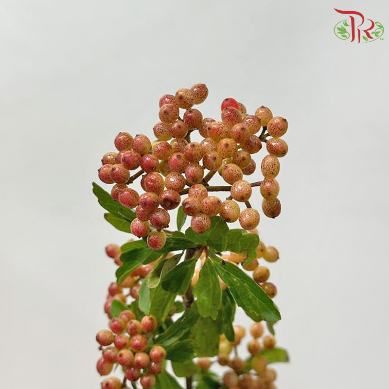 Rice Fruit