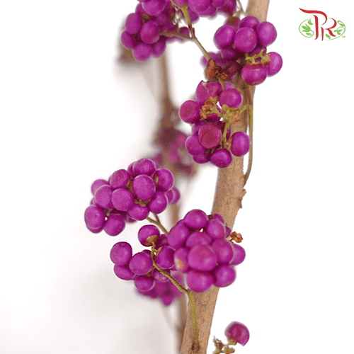 Callicarpa - Purple (Per Bunch) - Pudu Ria Florist