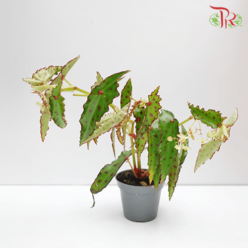 Begonia Amphioxus 《秋刀魚秋海棠》- (18CM) - Pudu Ria Florist