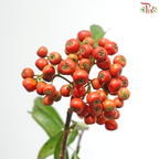 Wild Rosa Canina