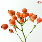 Rose Fruit (Rosa Canina Small)