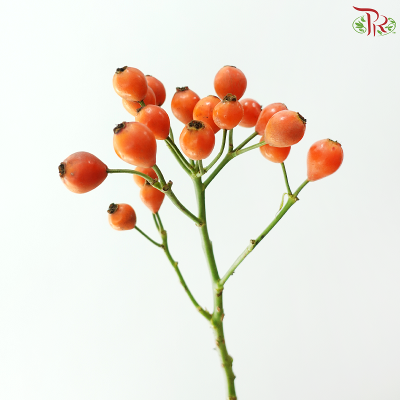 Rose Fruit (Rosa Canina Small)