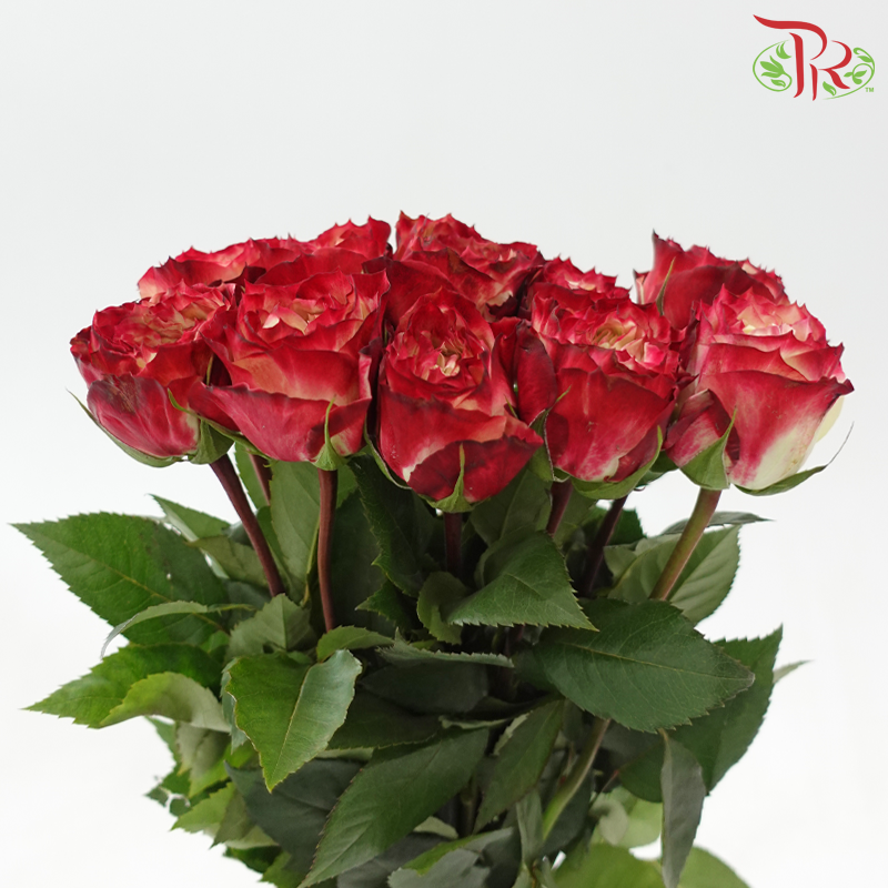 Rose (50CM)