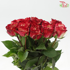 Rose (50CM)