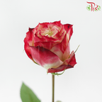 Rose (50CM)