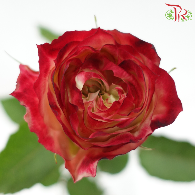 Rose (50CM)